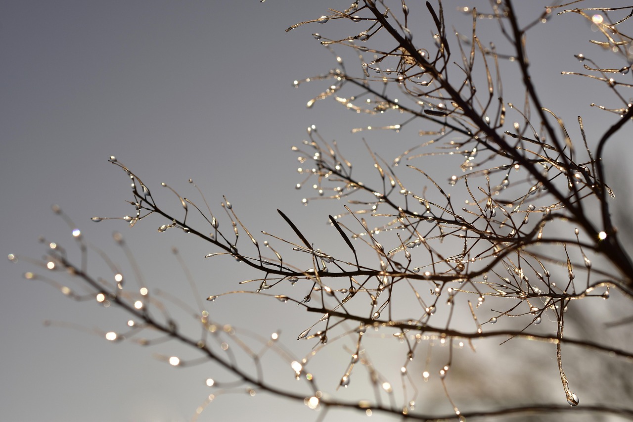 waterdrop, frost, frozen, cold, dewdrop, ice cream, icy, shrub, nature, winter, winter motif, sunlight, frost, ice cream, winter, winter, winter, winter, winter