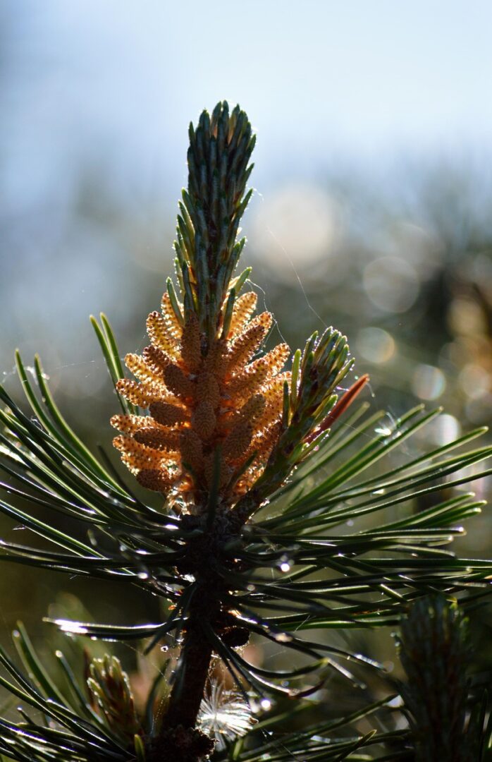 conifers, tree, pine, pine blossom, blossom, bloom, plant, phone wallpaper, fore tap, common pine, mean pine, red pine, iphone wallpaper, ipad wallpaper, floral background, lock screen wallpaper, beautiful wallpaper, blossoming pine, mobile wallpaper 4k, nature, wallpaper, samsung wallpaper, mobile wallpaper, background