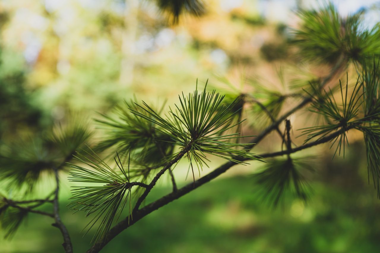 A detailed close-up of a pine branch with green needles in a natural setting.